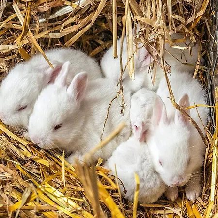 Tatil Evi 10 Person In *