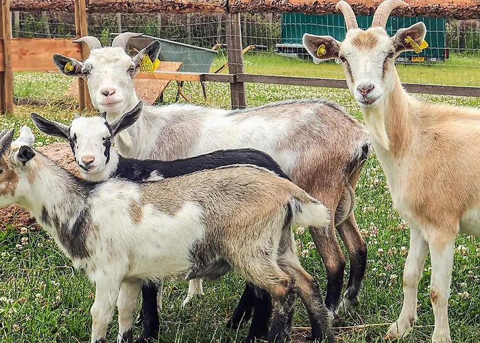 10 Person In * Spottrup