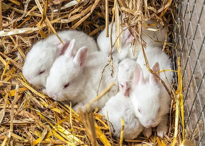 Дом отдыха 10 Person In *